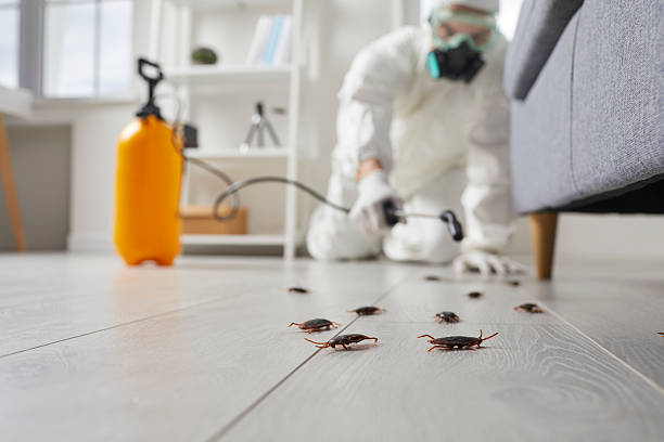 Post-Treatment Bed Bug Interceptor Monitoring in Temple